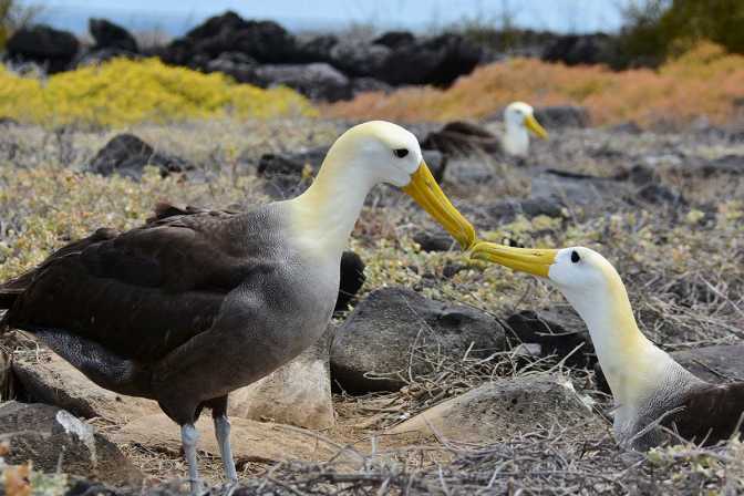 espanola island day trip