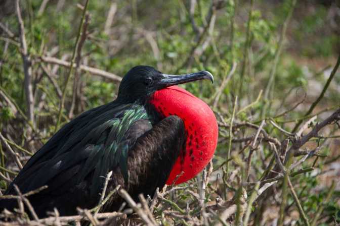 tour santa cruz island