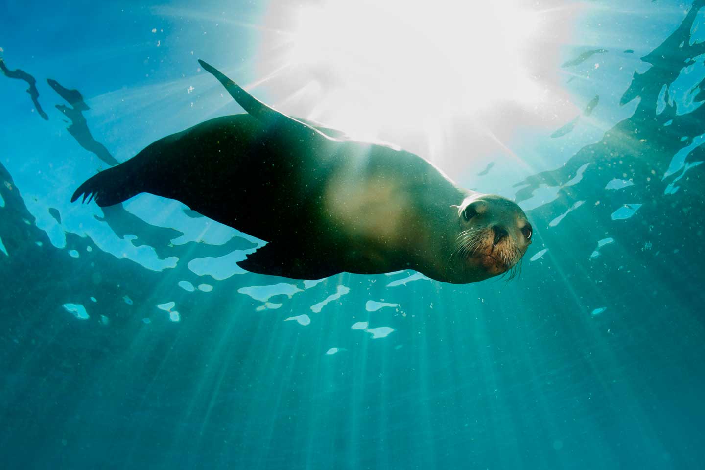 sea lion seal coming to you underwater