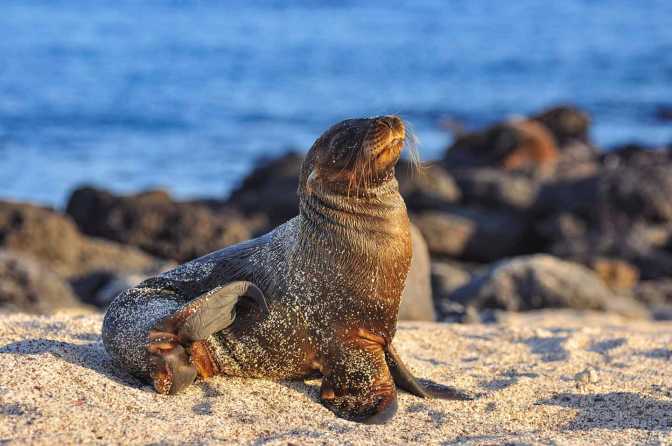 espanola island day trip