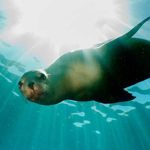 Galapagos Sea lion