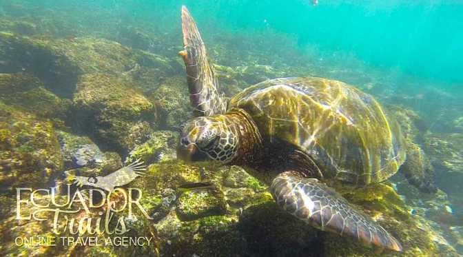 Galapagos Green Turtle