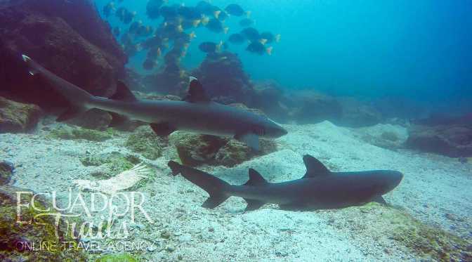 Galapagos Sharks