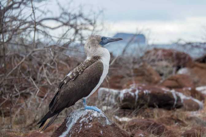 tour santa cruz island