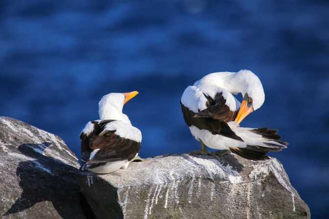 espanola island day trip