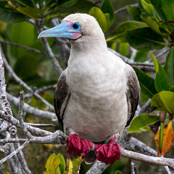 Galapagos Red-footed Booby