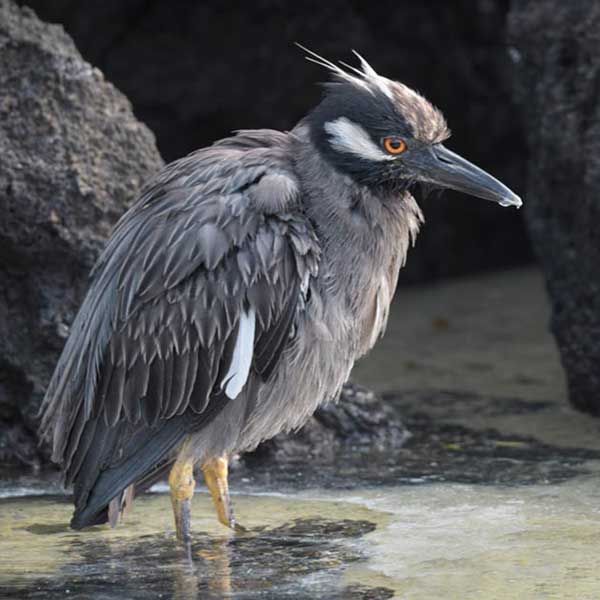 Galapagos Striated heron