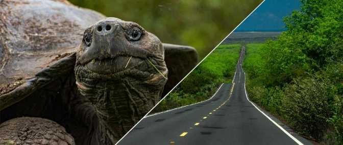 Transfer From Baltra + Galapagos Turtles Tour