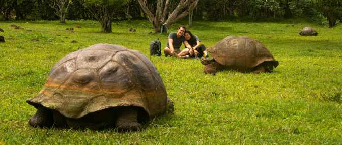 Walk with Giant Galapagos Turtles Tour