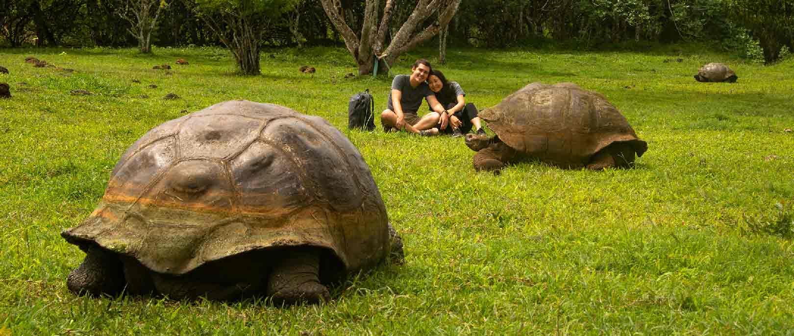 Walk with Giant Galapagos Turtles Tour | Ecuador