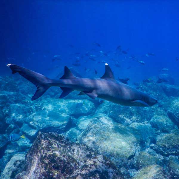 Galapagoos Whitetip Reef Shark