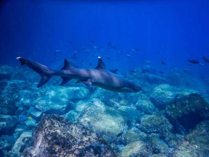 Whitetip Galapagos Shark